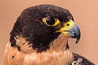 /images/133/2015-12-12-tucson-falcon-1dx_01419.jpg - #12803: Peregrine Falcon in Tucson, Arizona … December 2015 -- Arizona-Sonora Desert Museum, Tucson, Arizona