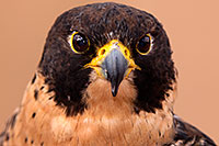 /images/133/2015-12-12-tucson-falcon-1dx_01429.jpg - #12804: Peregrine Falcon in Tucson, Arizona … December 2015 -- Arizona-Sonora Desert Museum, Tucson, Arizona