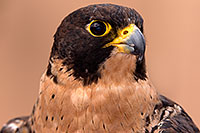 /images/133/2015-12-12-tucson-falcon-1dx_01442.jpg - #12805: Peregrine Falcon in Tucson, Arizona … December 2015 -- Arizona-Sonora Desert Museum, Tucson, Arizona