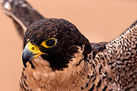 /images/133/2015-12-12-tucson-falcon-1dx_01454.jpg - #12806: Peregrine Falcon in Tucson, Arizona … December 2015 -- Arizona-Sonora Desert Museum, Tucson, Arizona