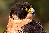 /images/133/2015-12-12-tucson-falcon-1dx_01489.jpg - #12807: Peregrine Falcon in Tucson, Arizona … December 2015 -- Arizona-Sonora Desert Museum, Tucson, Arizona