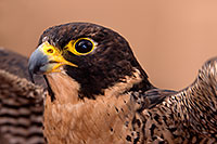 /images/133/2015-12-12-tucson-falcon-58h-1dx_01445.jpg - #12808: Peregrine Falcon in Tucson, Arizona … December 2015 -- Arizona-Sonora Desert Museum, Tucson, Arizona