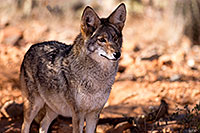 /images/133/2015-12-18-tucson-coyote-1dx_03597.jpg - #12830: Coyote in Tucson … December 2015 -- Arizona-Sonora Desert Museum, Tucson, Arizona
