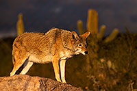/images/133/2015-12-23-tucson-coyotes-1dx_03792.jpg - #12832: Coyote in Tucson … December 2015 -- Arizona-Sonora Desert Museum, Tucson, Arizona