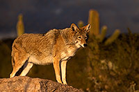 /images/133/2015-12-23-tucson-coyotes-1dx_03794.jpg - #12833: Coyote in Tucson … December 2015 -- Arizona-Sonora Desert Museum, Tucson, Arizona
