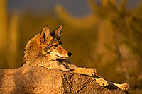 /images/133/2015-12-23-tucson-coyotes-1dx_03901.jpg - #12836: Coyote in Tucson … December 2015 -- Arizona-Sonora Desert Museum, Tucson, Arizona