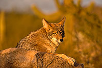 /images/133/2015-12-23-tucson-coyotes-1dx_03929.jpg - #12839: Coyote in Tucson … December 2015 -- Arizona-Sonora Desert Museum, Tucson, Arizona