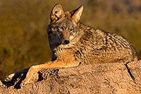 /images/133/2015-12-30-tucson-coyote-1dx_04501.jpg - #12847: Coyote in Tucson … December 2015 -- Arizona-Sonora Desert Museum, Tucson, Arizona