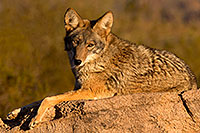 /images/133/2015-12-30-tucson-coyote-1dx_04510.jpg - #12848: Coyote in Tucson … December 2015 -- Arizona-Sonora Desert Museum, Tucson, Arizona