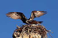 /images/133/2016-05-10-ca-mono-osprey-6d_8014.jpg - #12921: Osprey in the nest at Mono Lake, California … May 2016 -- Mono Lake, California