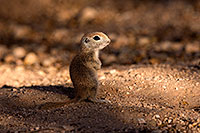 /images/133/2016-05-15-creatures-1dx_14796.jpg - #12929: Round Tailed Ground Squirrels in Tucson … May 2016 -- Tucson, Arizona