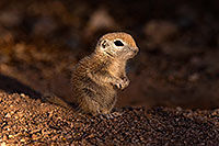 /images/133/2016-05-15-creatures-1dx_14938.jpg - #12932: Round Tailed Ground Squirrels in Tucson … May 2016 -- Tucson, Arizona