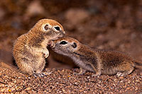/images/133/2016-05-15-creatures-1dx_14942.jpg - #12933: Round Tailed Ground Squirrels in Tucson … May 2016 -- Tucson, Arizona