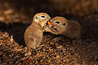 /images/133/2016-05-15-creatures-1dx_15012.jpg - #12935: Round Tailed Ground Squirrels in Tucson … May 2016 -- Tucson, Arizona