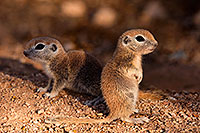 /images/133/2016-05-15-creatures-21-1dx_14820.jpg - #12938: Round Tailed Ground Squirrels in Tucson … May 2016 -- Tucson, Arizona