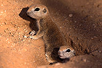 /images/133/2016-05-15-creatures-3-1dx_14662.jpg - #12939: Round Tailed Ground Squirrels in Tucson … May 2016 -- Tucson, Arizona