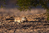/images/133/2016-05-21-tucson-creatures-1dx_15862.jpg - #12940: Round Tailed Ground Squirrels in Tucson … May 2016 -- Tucson, Arizona