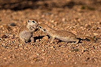 /images/133/2016-05-22-tucson-creatures-1dx_16254.jpg - #12951: Round Tailed Ground Squirrels in Tucson … May 2016 -- Tucson, Arizona