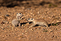 /images/133/2016-05-22-tucson-creatures-1dx_16256.jpg - #12952: Round Tailed Ground Squirrels in Tucson … May 2016 -- Tucson, Arizona