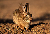 /images/133/2016-05-23-tucson-bunnies-1dx_16556.jpg - #12953: Desert Cottontail in Tucson … May 2016 -- Tucson, Arizona