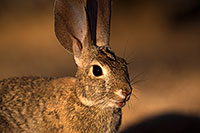 /images/133/2016-05-23-tucson-bunnies-1dx_16570.jpg - #12954: Desert Cottontail in Tucson … May 2016 -- Tucson, Arizona