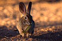 /images/133/2016-05-23-tucson-bunnies-1dx_16657.jpg - #12957: Desert Cottontail in Tucson … May 2016 -- Tucson, Arizona