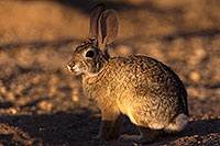 /images/133/2016-05-23-tucson-bunnies-1dx_16674.jpg - #12958: Desert Cottontail in Tucson … May 2016 -- Tucson, Arizona