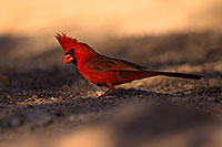 /images/133/2016-05-23-tucson-cardinal-1dx_16520.jpg - #12960: Cardinal in Tucson … May 2016 -- Tucson, Arizona