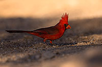 /images/133/2016-05-23-tucson-cardinal-1dx_16530.jpg - #12961: Cardinal in Tucson … May 2016 -- Tucson, Arizona