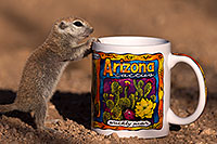 /images/133/2016-05-28-creatures-cup-1dx_18279.jpg - #12970: Round Tailed Ground Squirrel with Arizona mug … May 2016 -- Tucson, Arizona