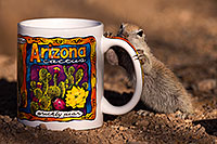 /images/133/2016-05-28-creatures-cup-1dx_18313.jpg - #12972: Round Tailed Ground Squirrel with Arizona mug … May 2016 -- Tucson, Arizona