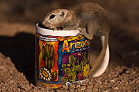 /images/133/2016-05-28-creatures-cup-1dx_18377.jpg - #12973: Round Tailed Ground Squirrel with Arizona mug … May 2016 -- Tucson, Arizona