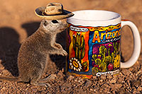 /images/133/2016-05-28-creatures-cup-1dx_18408.jpg - #12974: Round Tailed Ground Squirrel with Arizona mug … May 2016 -- Tucson, Arizona
