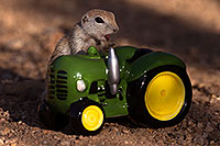 /images/133/2016-05-28-creatures-tractor-1dx_18306.jpg - #12976: Round Tailed Ground Squirrel with a tractor … May 2016 -- Tucson, Arizona