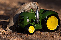 /images/133/2016-05-28-creatures-tractor-1dx_18336.jpg - #12977: Round Tailed Ground Squirrel with a tractor … May 2016 -- Tucson, Arizona