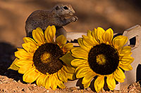 /images/133/2016-05-29-creatures-cr-41rf-1dx_18504.jpg - #12979: Round Tailed Ground Squirrel with flowers … May 2016 -- Tucson, Arizona