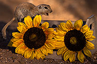 /images/133/2016-05-29-creatures-crate-1dx_18541.jpg - #12980: Round Tailed Ground Squirrel with flowers … May 2016 -- Tucson, Arizona