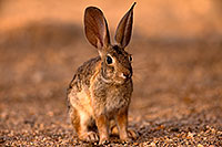 /images/133/2016-06-09-tucson-bunnies-1dx_19088.jpg - #12990: Desert Cottontail … June 2016 -- Tucson, Arizona