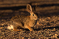 /images/133/2016-06-14-tucson-bunnies-1dx_19461.jpg - #12995: Desert Cottontail … June 2016 -- Tucson, Arizona