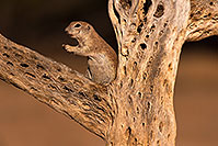 /images/133/2016-06-16-tucson-creatures-1dx_19797.jpg - #12996: Round Tailed Ground Squirrel … June 2016 -- Tucson, Arizona
