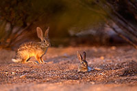 /images/133/2016-06-20-bunnies-tiny-1dx_21058.jpg - #13001: Baby Desert Cottontail … June 2016 -- Tucson, Arizona
