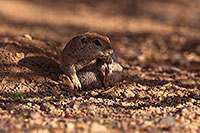 /images/133/2016-06-21-creatures-sitting-1dx_21108.jpg - #13008: Round Tailed Ground Squirrel … June 2016 -- Tucson, Arizona