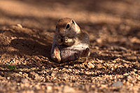 /images/133/2016-06-21-creatures-sitting-1dx_21126.jpg - #13010: Round Tailed Ground Squirrel … June 2016 -- Tucson, Arizona