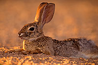 /images/133/2016-06-21-tucson-bunnies-1dx_21418.jpg - #13013: Desert Cottontail … June 2016 -- Tucson, Arizona