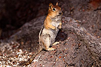 /images/133/2016-07-05-rainbow-squirrels-6d_09975.jpg - #13040: Golden Mantled Ground Squirrels in Eastern Sierra … July 2016 -- Eastern Sierra, California