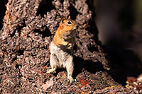 /images/133/2016-07-05-rainbow-squirrels-6d_10013.jpg - #13046: Golden Mantled Ground Squirrels in Eastern Sierra … July 2016 -- Eastern Sierra, California