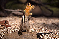 /images/133/2016-07-05-rainbow-squirrels-6d_10025.jpg - #13047: Golden Mantled Ground Squirrels in Eastern Sierra … July 2016 -- Eastern Sierra, California