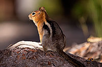 /images/133/2016-07-05-rainbow-squirrels-6d_10109.jpg - #13051: Golden Mantled Ground Squirrels in Eastern Sierra … July 2016 -- Eastern Sierra, California