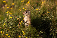 /images/133/2016-07-31-bishop-creatures-6d_0743.jpg - #13060: Ground Squirrels in Eastern Sierra, California … July 2016 -- Eastern Sierra, California