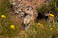 /images/133/2016-08-01-bishop-creatures-6d_1140.jpg - #13066: Ground Squirrels in Eastern Sierra, California … July 2016 -- Eastern Sierra, California